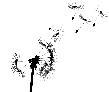 Pusteblume